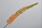 Eremurus 123cm perzik peach